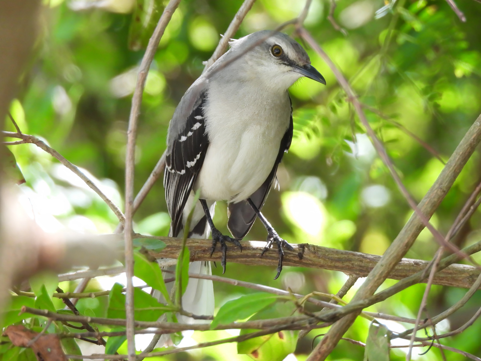 image Tropical Mockingbird